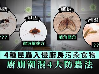 【除蟲】天氣潮濕昆蟲入侵廚房廁所兼播菌 4種常見昆蟲防治法【蛾蚋、潮濕蟲、螞蟻、曱甴】