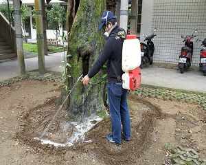 新北市瑞芳區瑞亭國小樹木白蟻防治