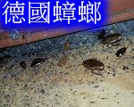 板橋消毒,板橋除蟲,新莊消毒,新莊除蟲,土城消毒,土城除蟲,五股消毒,五股除蟲,三重消毒,三重除蟲,中和消毒,中和除蟲,新店消毒,新店除蟲,中和消毒,中和除蟲,新店消毒,新店除蟲,永和除蟲,永和消毒,蘆洲除蟲,蘆洲消毒,三峽消毒,三峽除蟲,泰山消毒,泰山除蟲,樹林消毒,樹林除蟲,林口消毒,林口除蟲,迴龍消毒,迴龍除蟲,龜山消毒,龜山除蟲,台北市(全區)消毒除蟲,辦公室消毒(除蟲),社區消毒公告,社區環境消毒,社區消毒費用,社區消毒注意事項,社區消毒藥劑,社區消毒申請,社區消毒招標,社區大樓消毒,社區消毒公司,社區消毒,社區消毒公告,餐廳消毒(除蟲),餐廳消毒公司,餐廳消毒費用,餐廳消毒方法,餐廳消毒法規,餐廳消毒公告,餐廳消毒公司,環境消毒(除蟲),餐廳消毒(除蟲),環境消毒(除蟲),殺菌工程,辦公室消毒,辦公室消毒注意事項,辦公室消毒公告,辦公室消毒公司,辦公室消毒費用,辦公室消毒,辦公室消毒方式,辦公室消毒方法,辦公室消毒 diy,家裡消毒,家裡消毒方法,家裡消毒都用什麼消毒,消毒殺菌,家裡消毒要用什麼,居家消毒(除蟲),家裡除蟲,家裡除蚤,家裡除臭,家裡除蟑螂,跳蚤,跳蚤咬,跳蚤咬傷症狀,跳蚤防治,跳蚤怕什麼,跳蚤咬傷藥膏,跳蚤咬傷症狀,螞蟻怕什麼,螞蟻藥,白蟻防治,白蟻藥哪裡買,白蟻怕什麼,螞蟻怕什麼,白蟻消滅,白蟻藥,殺白蟻藥,殺白蟻的方法,殺白蟻公司,殺白蟻費用,蟑螂藥,蟑螂怕什麼,蟑螂圖片,蟑螂炸彈,蟑螂,蟑螂蛋,蟑螂小強,殺蟑螂最有效的方法,殺跳蚤的方法,殺跳蚤藥,殺跳蚤 diy,殺跳蚤殺蟲劑,殺跳蚤水煙,殺跳蚤卵,殺跳蚤公司,殺跳蚤劑,殺螞蟻的方法,殺螞蟻藥,殺螞蟻最有效的方法,殺螞蟻硼酸,殺螞蟻硼砂,殺螞蟻妙方,殺螞蟻窩,殺螞蟻硼酸,殺臭蟲方法,殺臭蟲藥,殺臭蟲劑,殺臭蟲公司,殺臭蟲水煙,殺臭蟲藥劑,殺蛀蟲藥,殺蛀蟲方法,殺蛀蟲劑,殺蛀蟲藥哪買,殺塵蹣,消毒公司推薦,除蟲公司推薦,除蟲專家,消毒清潔,飯店消毒除蟲,木板防蟲處理,防蟲處理,公司消毒除蟲,白蟻防治,KTV酒店消毒除蟲,廠房消毒除蟲,學校消毒除蟲,幼稚園消毒除蟲殺菌,空間殺菌,市場消毒除蟲,工廠消毒除蟲,汽車旅館消毒除蟲,住家消毒除蟲,大樓消毒除蟲,醫院消毒除蟲,機關消毒除蟲,公共場所消毒除蟲,鐵皮屋消毒除蟲,木料防治,腸病毒處理,除蟲公司價錢,消毒公司價錢,便宜消毒,跳蚤處理,白蟻處理,養老院消毒除蟲,營業場所消毒除蟲,蚊子,蒼蠅,蟑螂,德國蟑螂,老鼠,跳蚤,白蟻,蛀蟲,姬薪蟲,嚙蟲,臭蟲