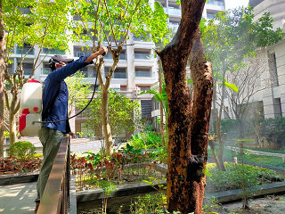 住家消毒除蟲,白蟻防治,白蟻保固,白蟻藥,白蟻窩,特滅多,蟻巢滅,除白蟻,白蟻怕什麼,白蟻藥,白蟻油,消滅白蟻的方法,白蟻線上看,白蟻幼蟲,白蟻種類,白蟻圖,白蟻DIY