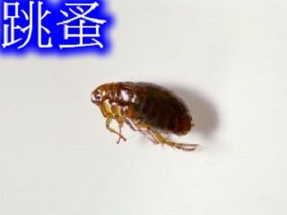 跳蚤防治