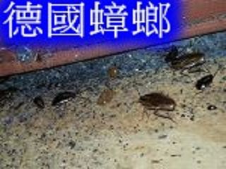 蟑螂防治