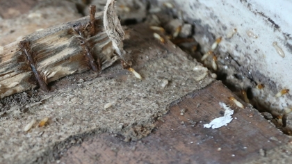 白蟻就是飛蟻嗎？專家：亂噴殺蟲劑會變多