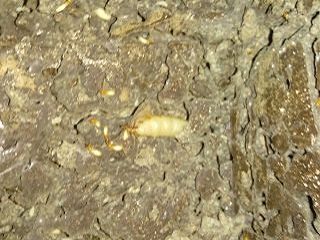 致命吸引力—餵白蟻吃香蕉(注意4月與9月是繁殖月)轉分享