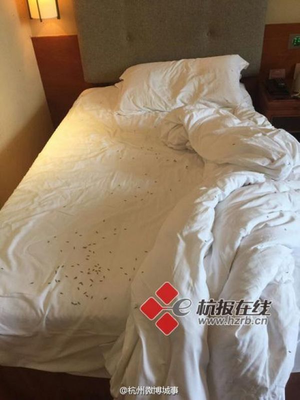 大陸五星級飯店　上百隻白蟻爬滿床