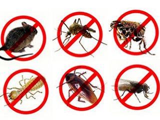 對付蚊子、螞蟻和蟑螂的小妙招
