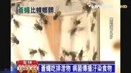 蒼蠅比蟑螂髒2倍！　菌沾食物易染病