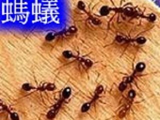 蟑螂,螞蟻,蚊子很討厭!不花錢請除蟲公司也能自己動手處理!