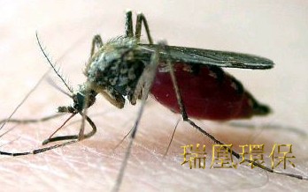 蚊子主要傳染途徑