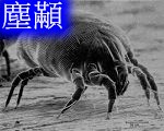 塵(蹣)蟑螂過敏 易引呼吸道發炎