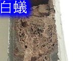 新裝潢的房子如何防治白蟻及預防白蟻的基本概念及方法和知識…