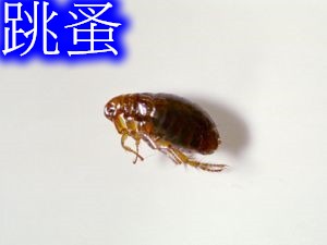 家庭如何防治跳蚤