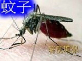 病媒蚊物理防治